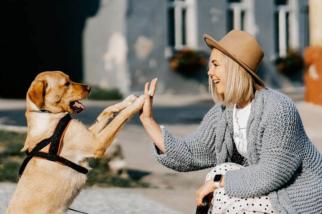 Die besten Jobs für alle, die Tiere lieben