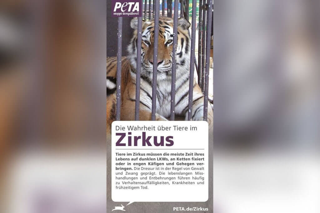 Flyer Zirkus