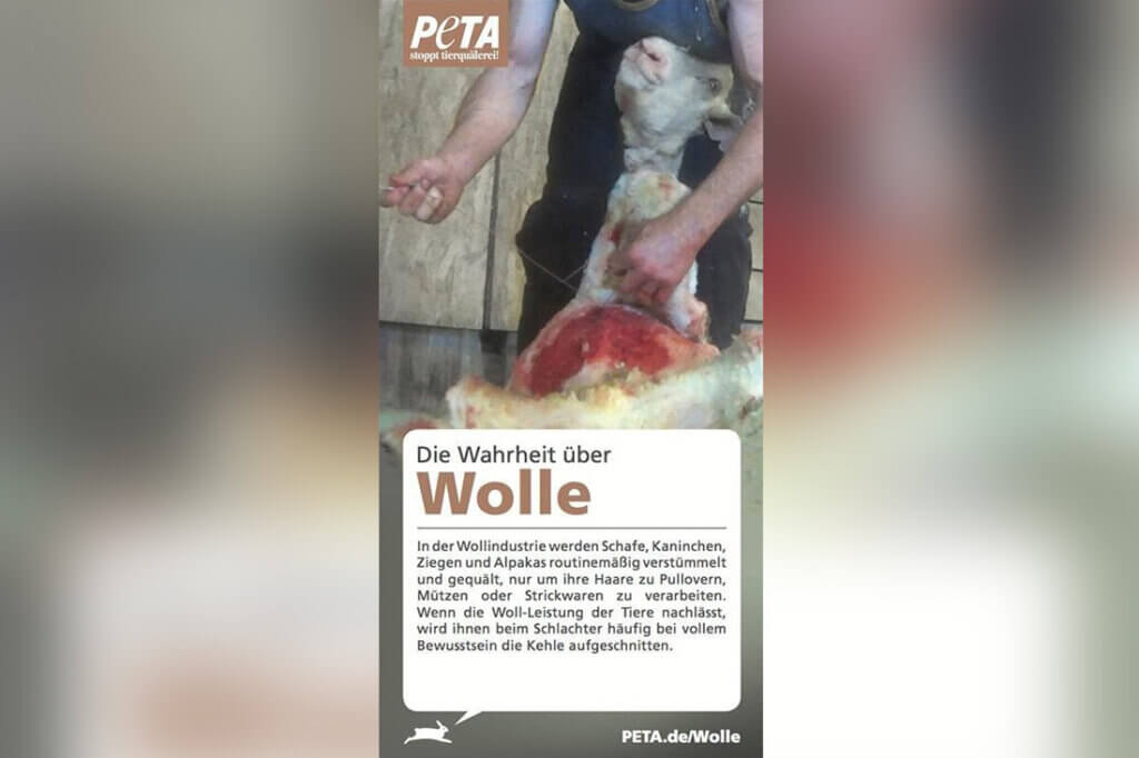 Flyer gegen Wolle