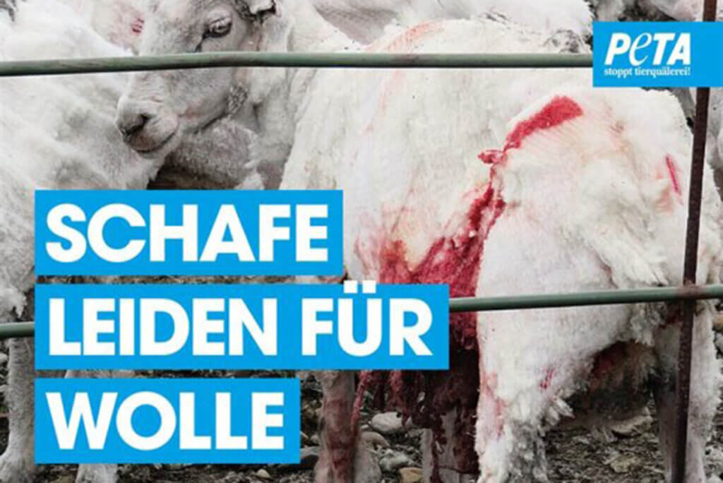 Poster gegen Wolle