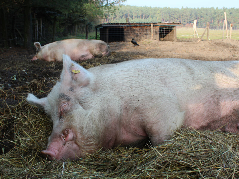 Schwein liegt auf der Wiese