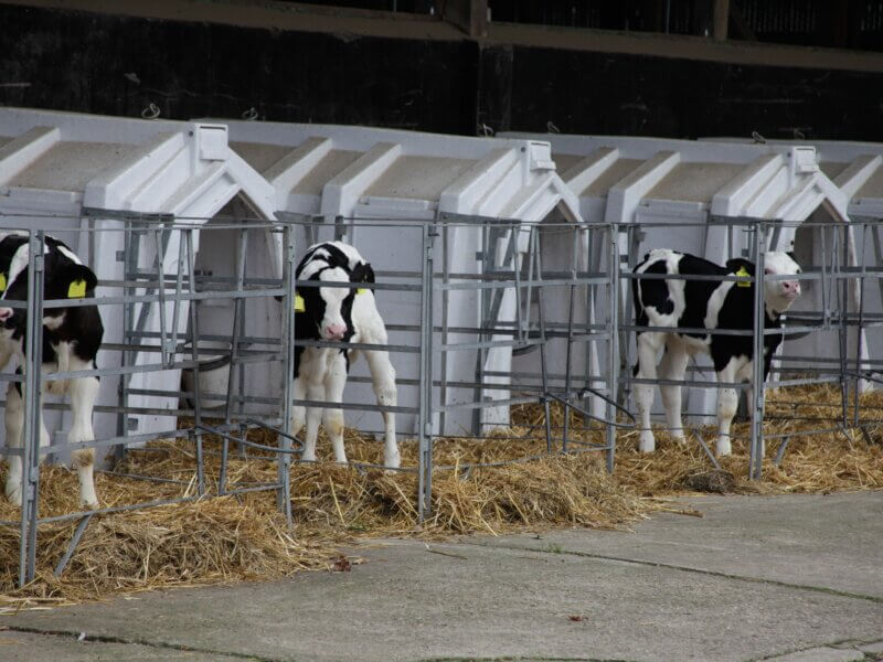 Kühe geben nicht einfach so Milch. Sondern genau wie Menschen und alle anderen Säugetiere nur dann, wenn sie schwanger waren. Damit das Kalb nicht wegtrinkt, was ihm eigentlich zusteht, wird es meist direkt nach der Geburt von seiner Mutter getrennt.