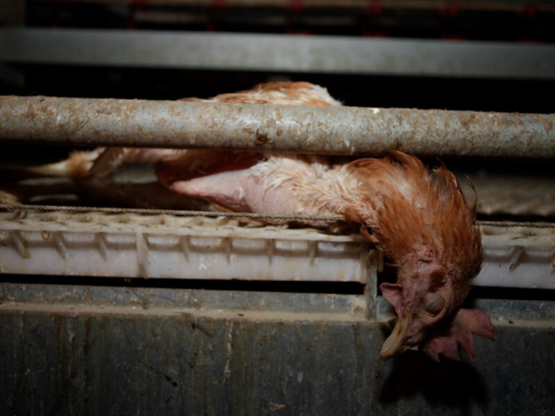 Totes Huhn auf einer Farm