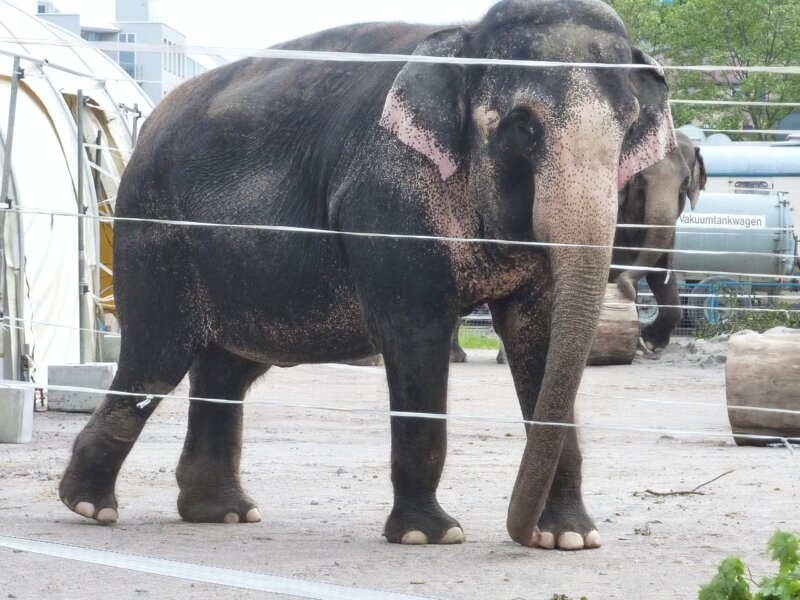 Elefanten werden im Zirkus nur halb so alt wie in freier Natur.
