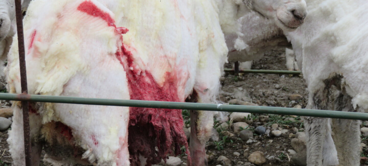 Viele Schafe werden bei der Schur verletzt.