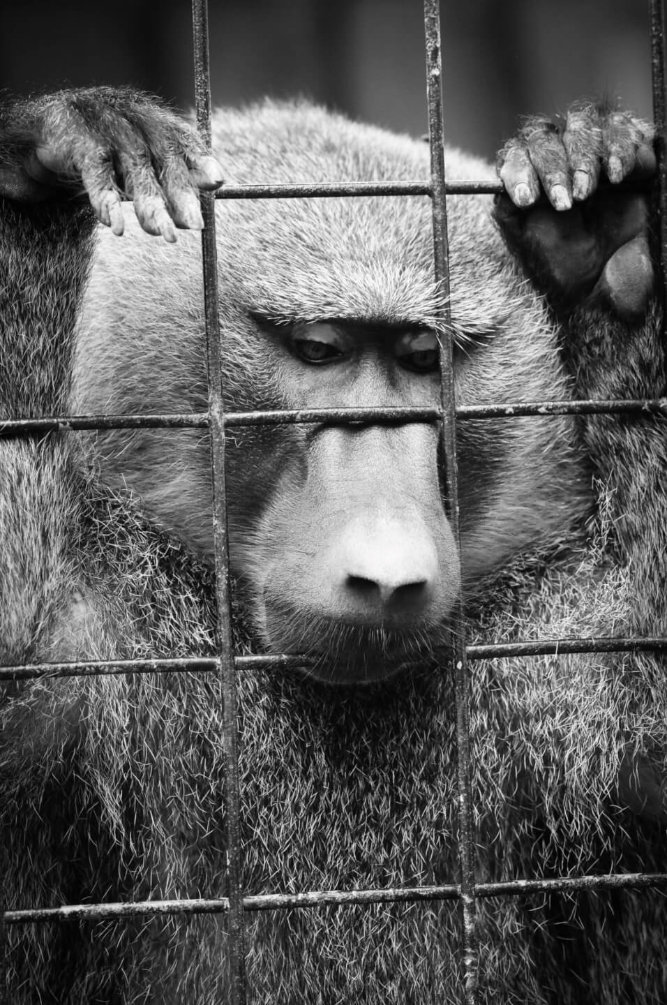 Zoo Was jeder über Zoos wissen sollte