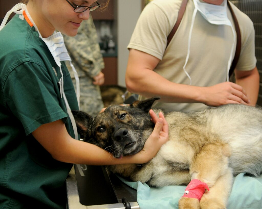 Tieraerztin mit Hund