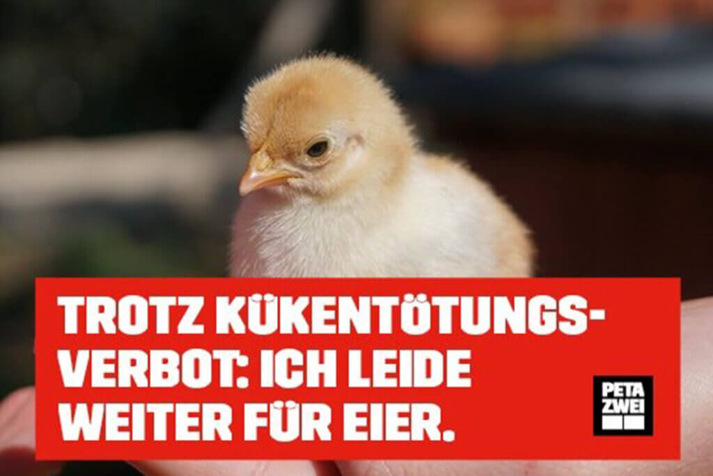 Ein Poster mit einem Bild eines Kükens.