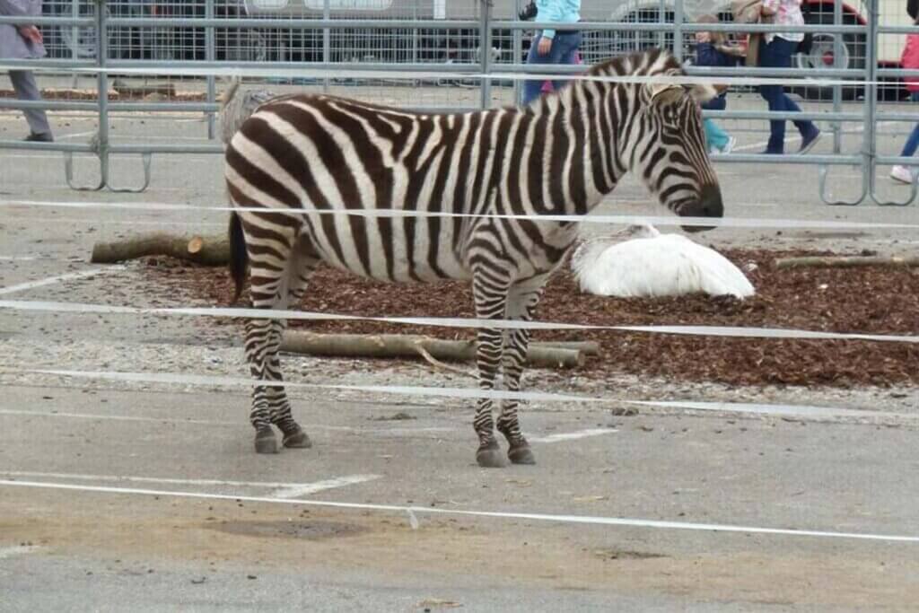 Zebra auf der Strasse