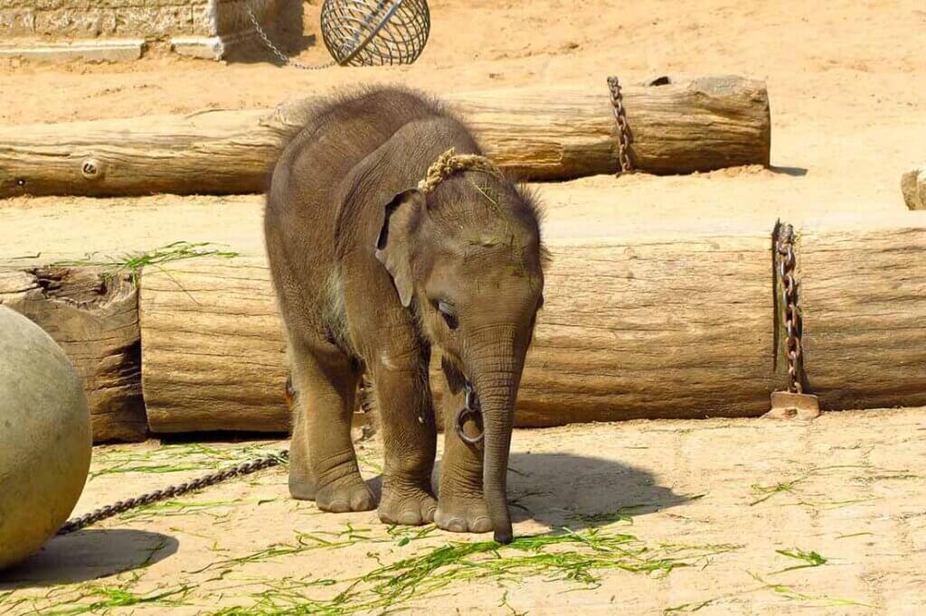 Elefant im Zoo