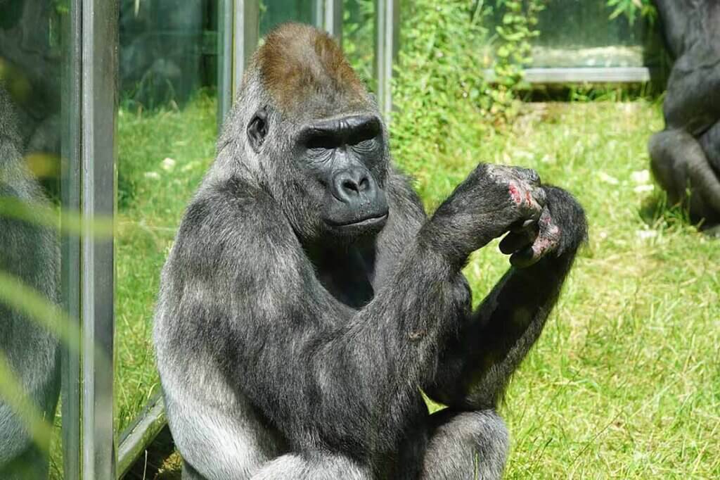 Gorilla mit Schürfwunden an den Händen