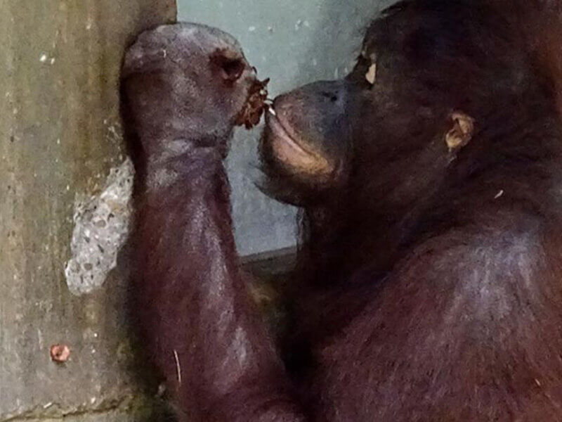 Orang Utan im Zoo