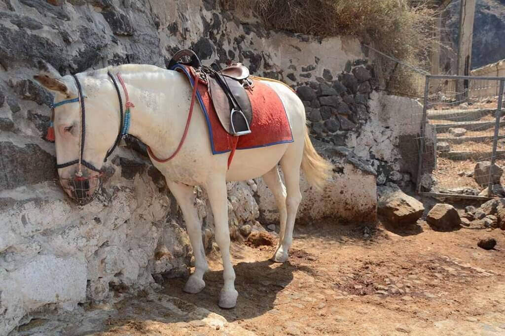 Esel steht im Schatten an einem Felsen