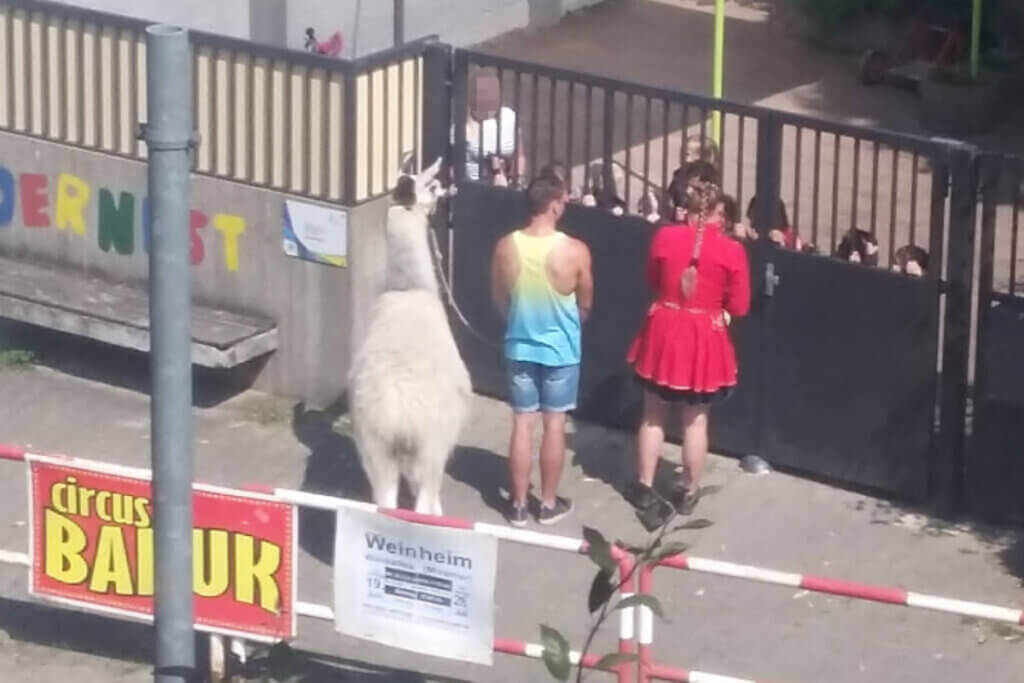 Zwei Menschen stehen mit einem Lama vor einem Kindergarten