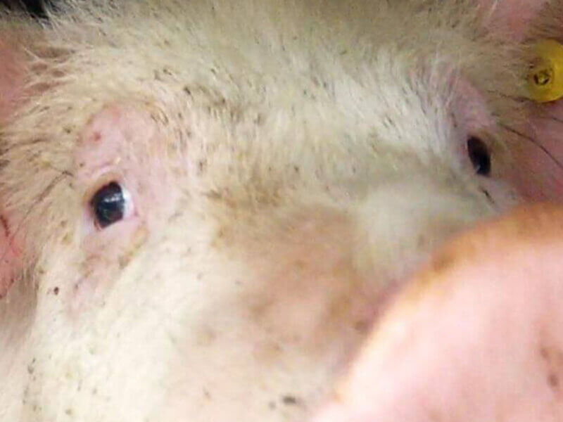 Schwein in einem Transporter