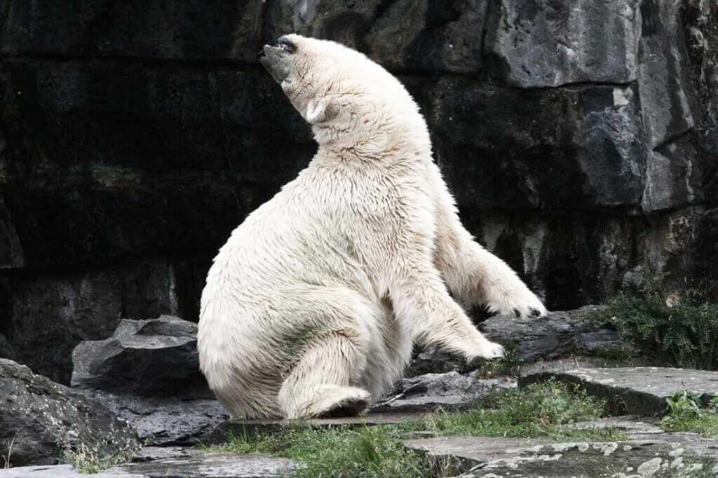 Eisbär brüllt in die Luft