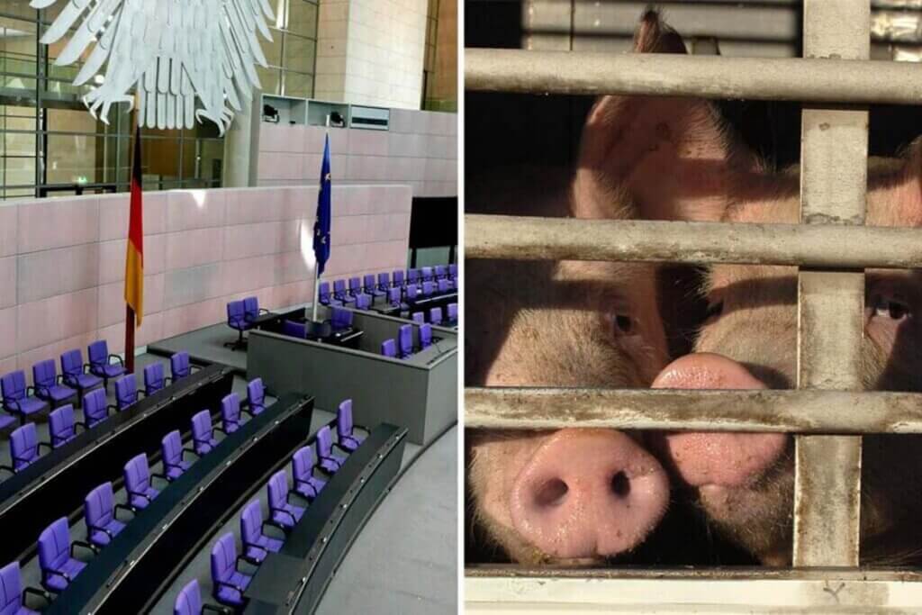 Rechts Schweine in einem Transporter und links ein Parlament
