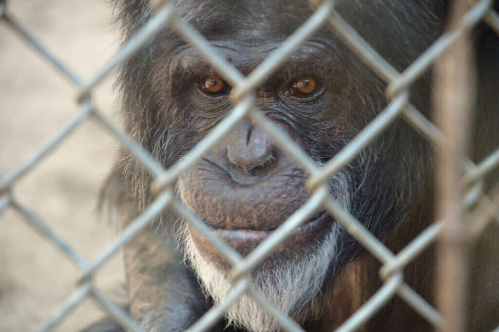 Schimpanse hinter Gitter