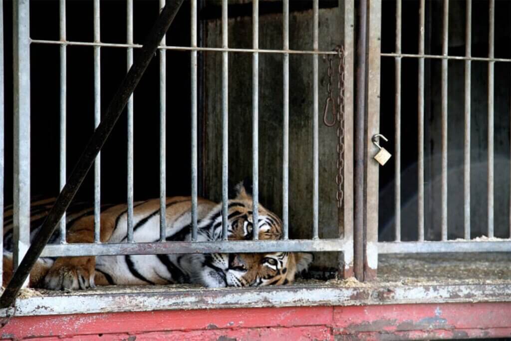 Tiger hinter Gitter