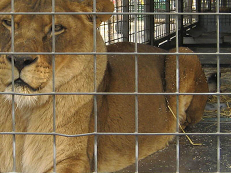 Löwe in einem Käfig