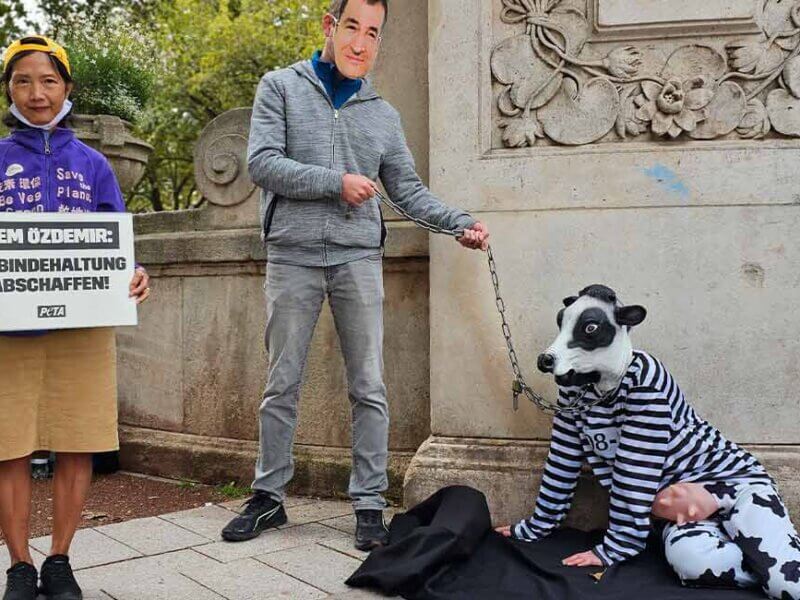 Mensch im Kuh Kostüm ist angebunden
